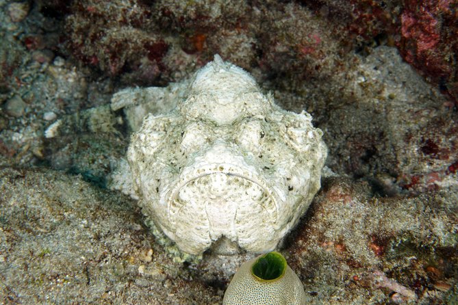Scuba Diving Padangbai Shark Point 2 dives for certified divers - Price and Value: What $158 Really Buys You