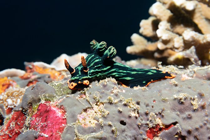 Scuba Diving Padangbai Shark Point 2 dives for certified divers - Practical Tips Before You Go