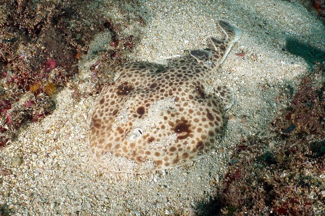 Scuba Diving Padangbai Shark Point 2 dives for certified divers - Should You Book This Padangbai Shark Point + Blue Lagoon Day?