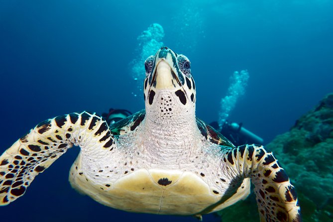 Scuba Diving Padangbai Shark Point 2 dives for certified divers - Blue Lagoon: Clear Water Critters and Macro Favorites