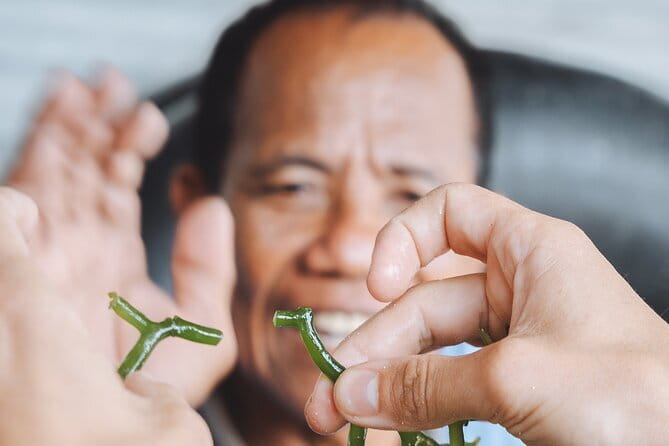 Seaweed Farming Activity and Sightseeing at Diamond Beach - Why seaweed farming matters on Nusa Penida