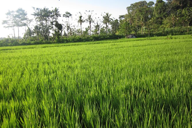 Sidemen Trekking with Cultural Encounters and Nature Views - Selisian Views: the Mt. Agung panorama and farmer rhythms
