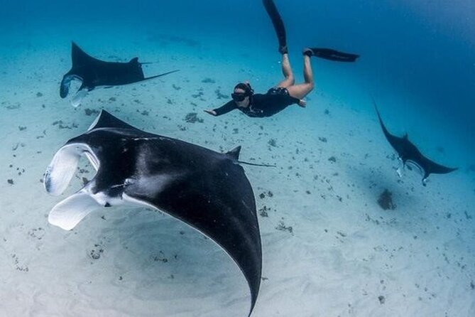 Snorkeling 4 Spot With Manta Bay Or Optional Land Trip - Key Highlights (What You’ll Actually Care About)