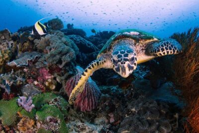 Snorkeling 4 Spot With Manta Bay Or Optional Land Trip - Meeting Point at Nusa Penida: Simple Start, Fewer Moving Parts