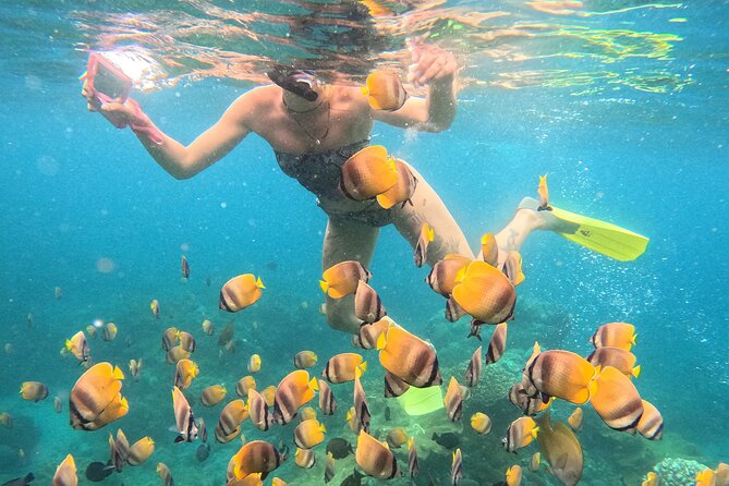 Snorkeling 4 Spot With Manta Bay Or Optional Land Trip - Gamat Bay: Coral Gardens and Fish You Can Actually Track