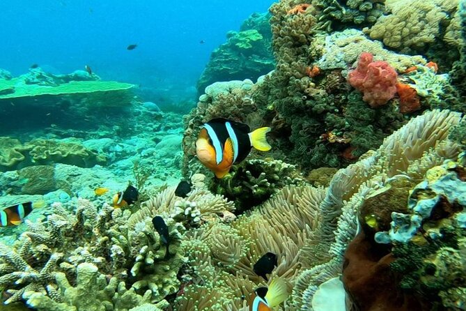 Snorkeling 4 Spot With Manta Bay Or Optional Land Trip - The Guide and Team Approach: What Makes It Feel Easy