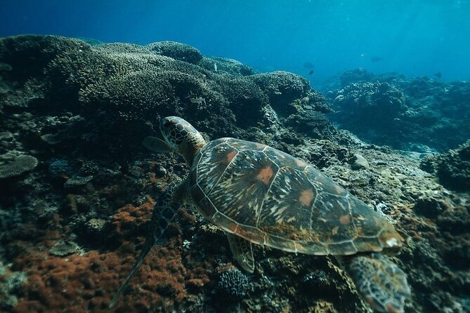 Snorkeling 4 Spots, Manta Rays, Tembeling Pool & Kelingking Beach - Land Tour Highlights: Kelingking Beach Cliffs and Tembeling Pool Infinity Views
