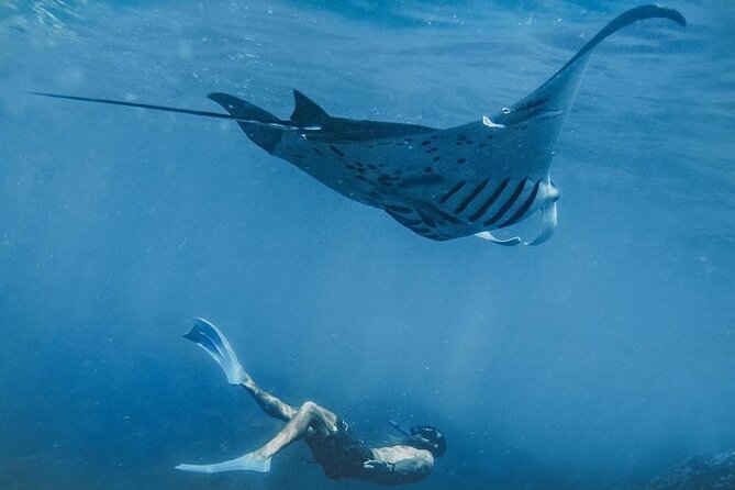 Snorkeling adventure to the manta ray habitat in Nusa Penida - Key Highlights You’ll Care About