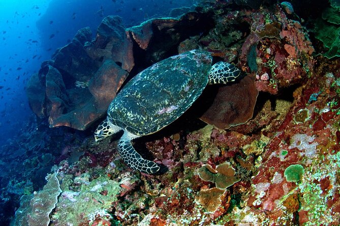Snorkeling Adventure with East Nusa Penida Tour All Inclusive - Morning Start from Jimbaran and the Sanur Connection