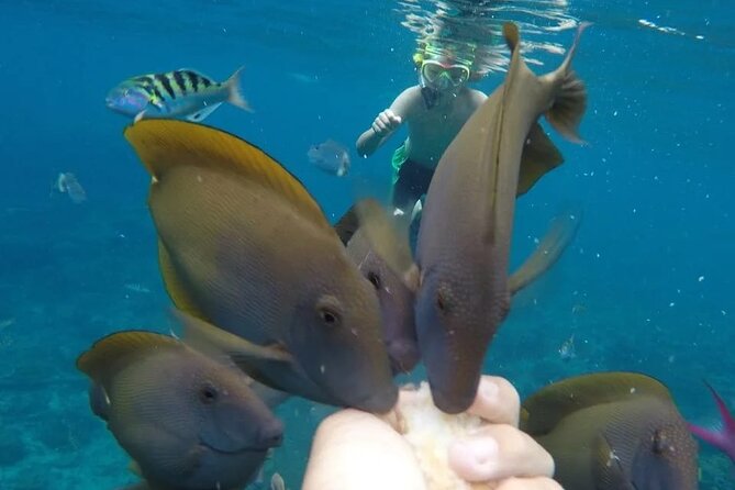 Snorkeling Adventure with East Nusa Penida Tour All Inclusive - Manta Bay Snorkeling: A Chance at Graceful Giants
