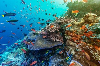 Snorkeling Adventure with East Nusa Penida Tour All Inclusive - Fast Boat to Nusa Penida: 50 Minutes of Real Ocean