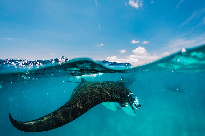 Snorkeling and Freediving Trip around Nusa Penida - Key Things You’ll Notice About This Trip