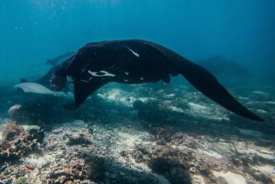 Snorkeling and Freediving Trip around Nusa Penida - Early Manta Point: Why Timing Matters for Manta Encounters