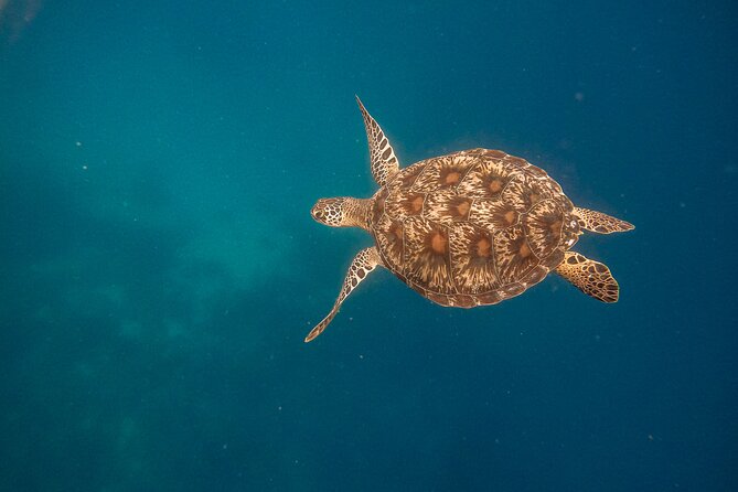 Snorkeling and Freediving Trip around Nusa Penida - Should You Book This Snorkeling and Freediving Trip Around Nusa Penida?