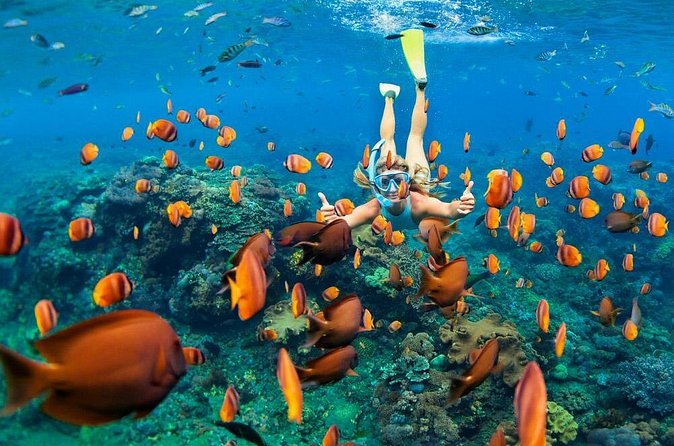 Snorkeling at Blue Lagoon Bali with Lunch and Transport - Two Snorkeling Spots: More Chances to See Sea Life