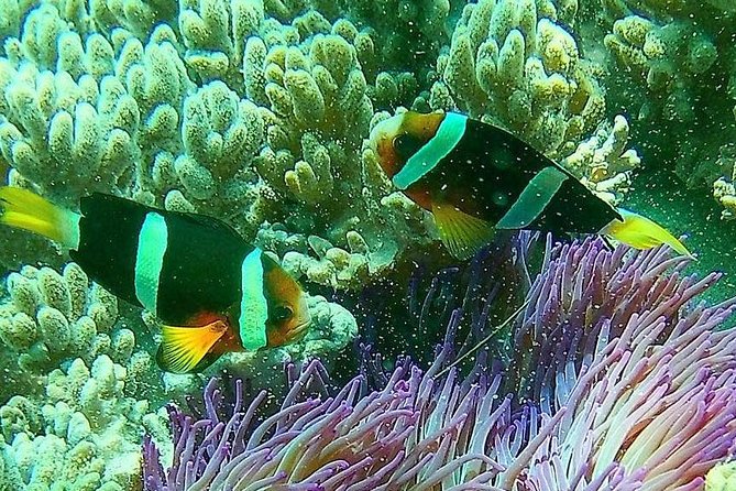 Snorkeling at Blue Lagoon Bali with Lunch and Transport - What You Should Bring (and What You Can Skip)