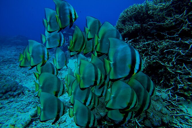 Snorkeling Day Trip to Nusa Lembongan and Nusa Penida - Gear, guides, and the photo/video add-on
