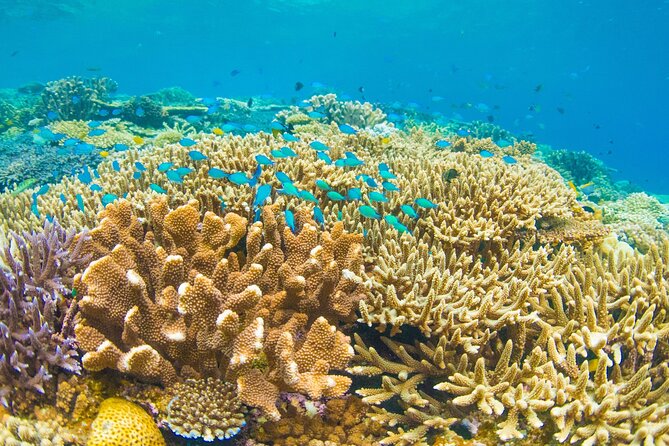 Snorkeling Manta Rays, Land Tour Tembeling Pool & Kelingking - Who This Tour Suits Best