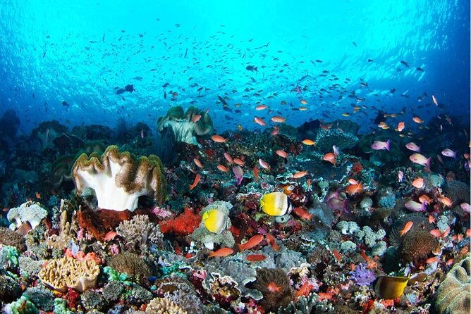 Snorkeling Nusa Penida and Island Tour Package - Key Highlights You’ll Feel on the Day