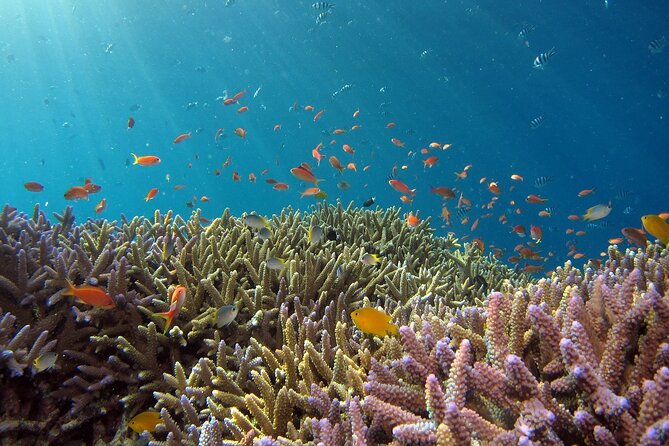 Snorkeling Nusa Penida and Island Tour Package - Fast Boat to Toyapakeh: What the Transfer Means for Your Day