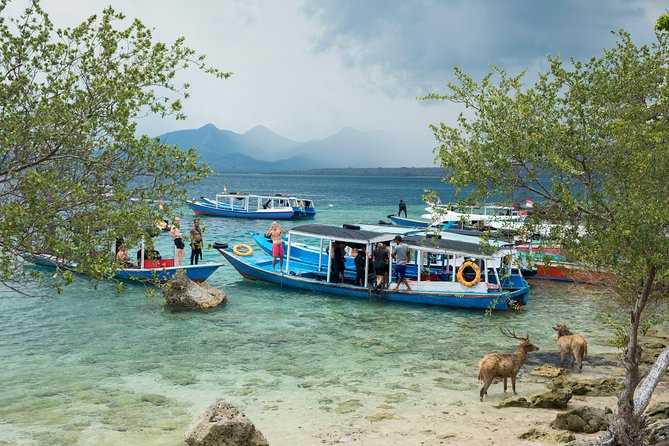Snorkeling & Trekking at West Bali National Park - Menjangan Island Snorkeling: Two Stops, Lots of Sea Life