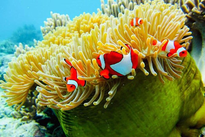 Snorkeling Trip Nusa Penida Bali - Crystal Bay for coral lovers and clear-water seekers
