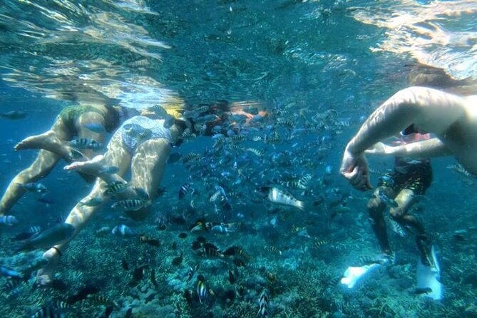 Snorkeling Trips with Manta Ray from Nusa Lembongan - The marine-life outcome: manta rays are the star, but not the only reason to book