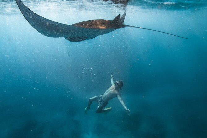 Snorkeling with Manta Rays in Their Habitat with Manta Point - Key takeaways before you go