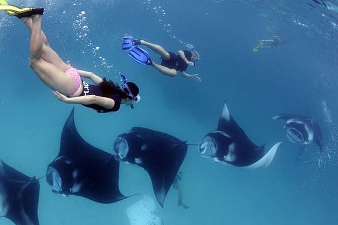 Snorkeling with Manta Rays in Their Habitat with Manta Point - Manta Point at Nusa Penida: the manta-ray magnet