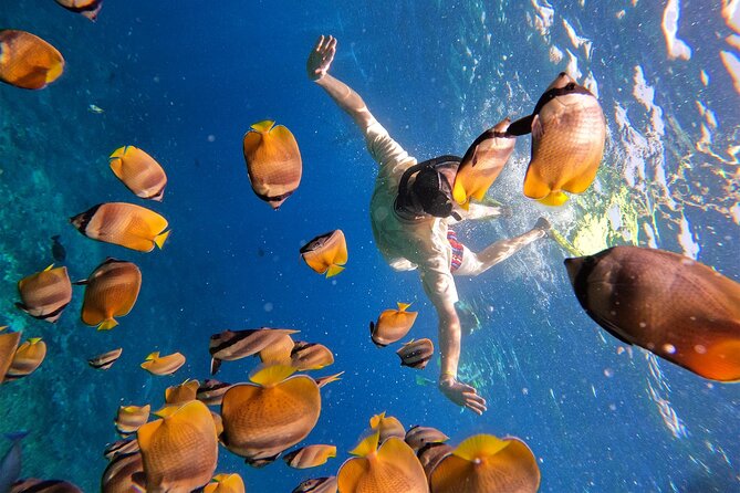 Snorkeling with Manta Rays in Their Habitat with Manta Point - Money and value: $7.71 is cheap, but don’t ignore the constraints