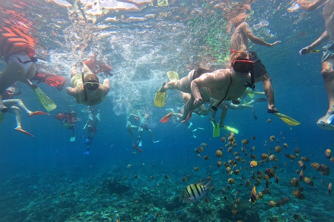 Snorkeling with Manta Rays in Their Habitat with Manta Point - Who this tour suits best (and who should choose differently)