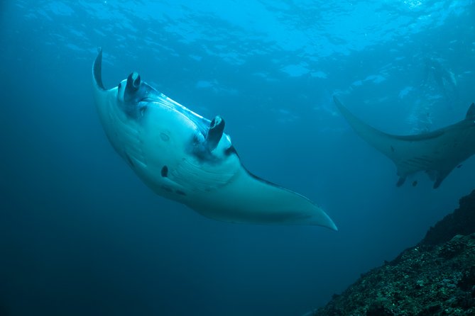 Snorkelling with Manta Rays at Nusa Penida and Lembongan - Key highlights at a glance