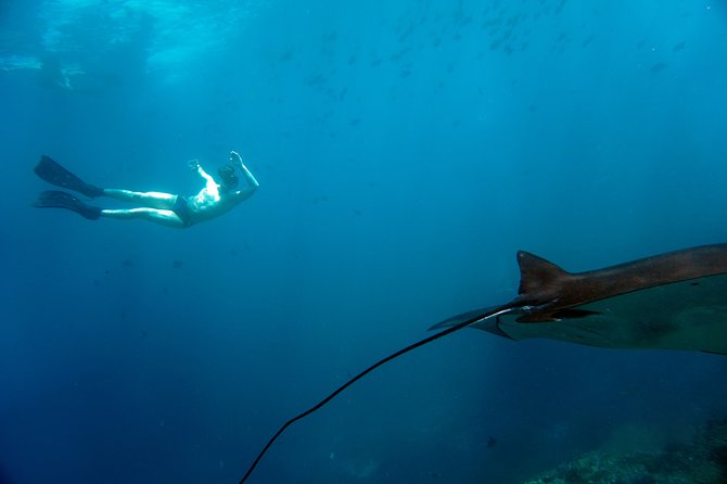 Snorkelling with Manta Rays at Nusa Penida and Lembongan - Stop 2: choosing between Crystal Bay and Nusa Lembongan