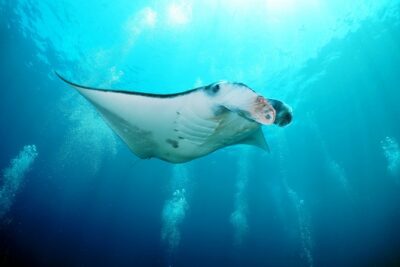 Snorkelling with Manta Rays at Nusa Penida and Lembongan - Stop 1: Manta Point snorkeling and how to make the most of it