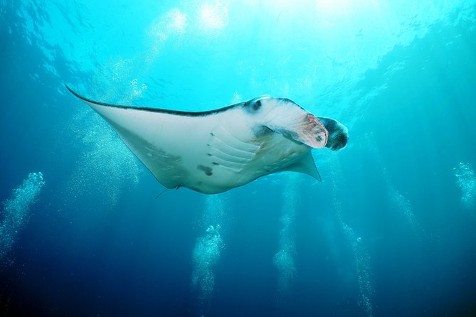 Snorkelling with Manta Rays at Nusa Penida and Lembongan - Stop 1: Manta Point snorkeling and how to make the most of it