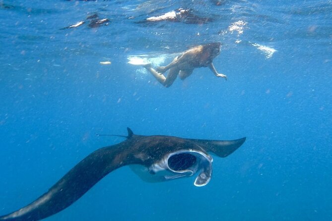 Swim with Manta Rays: Snorkeling Day Trip from Bali - Key things I’d watch for on this Bali snorkel day