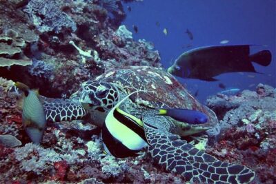 Swim with Manta Rays: Snorkeling Day Trip from Bali - Speedboat to Nusa Lembongan: Jungut Batu to the first snorkel