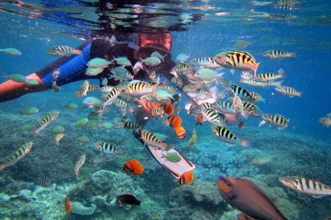 Swim with Manta Rays: Snorkeling Day Trip from Bali - The included stuff that makes the day feel less stressful