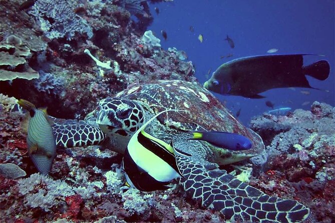Swim with Manta Rays: Snorkeling Day Trip from Bali - Speedboat to Nusa Lembongan: Jungut Batu to the first snorkel