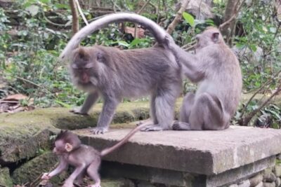 Tanah Lot And Ubud - Full Day Private Tour - Your Driver and Guide: What Private Transport Buys You in Ubud