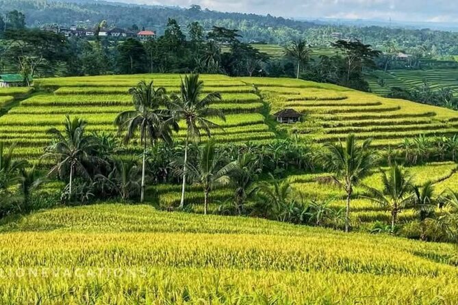 Tanah Lot, Jatiluwih Rice Terrace and Waterfall Day Tour - A Bali day that moves, but not in a chaotic way
