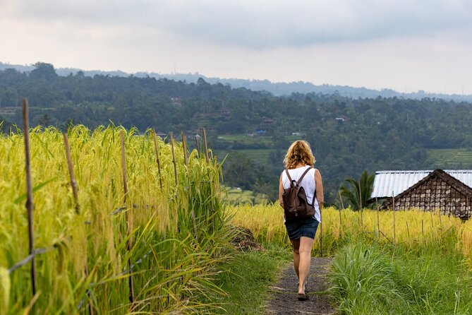 Tanah Lot, Jatiluwih Rice Terrace and Waterfall Day Tour - What to expect from the timing and pacing