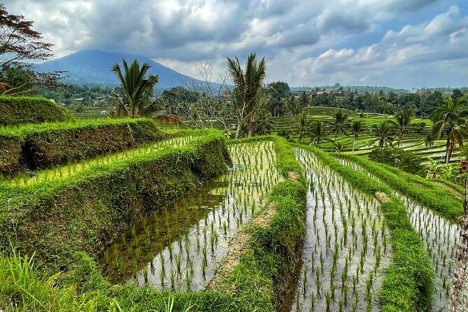 Tanah Lot - Ulun Danu Beratan Temple - Scenic Countryside Tour - A 10-hour circuit that hits temples, rice terraces, and sea views