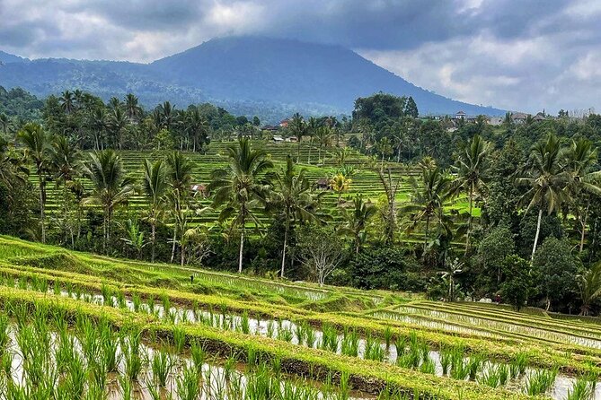 Tanah Lot - Ulun Danu Beratan Temple - Scenic Countryside Tour - Jatiluwih rice terraces: UNESCO views you can actually walk through