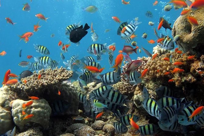 The Best 2-point Snorkeling in Padangbai: Blue lagoon and Tanjung jepun - Nusa Dua to Padangbai: logistics that matter more than you think