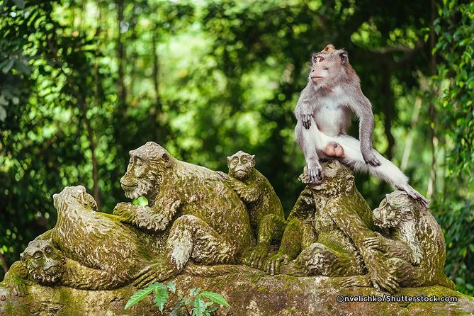 The Best of Ubud Tour and Jungle Swing - A full Ubud day that’s built for comfort (not chaos)