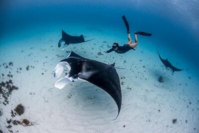 Three Islands Snorkeling (3 Spots) Manta Rays - From Lembongan - Getting to the meeting point without stress