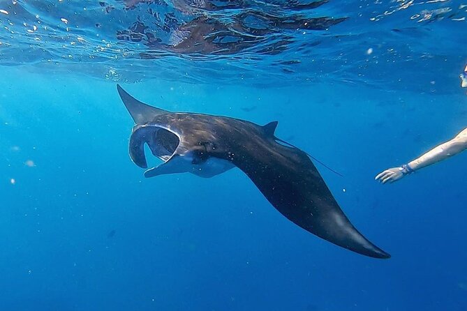 Three Islands Snorkeling (3 Spots) Manta Rays - From Lembongan - Comfort, group size, and the one thing to watch