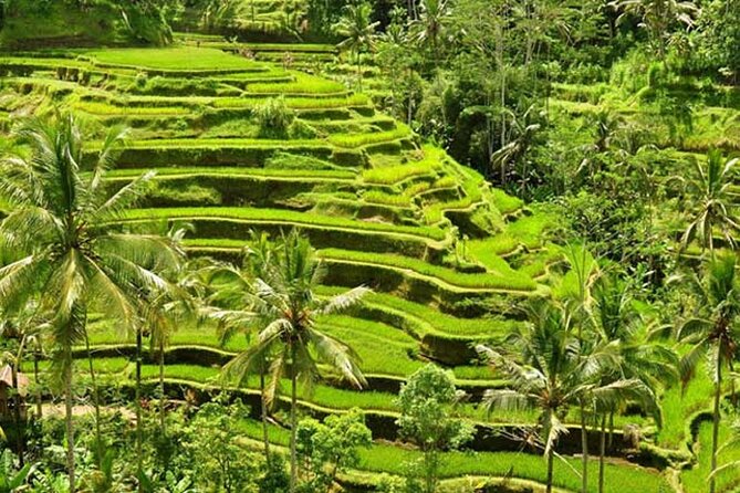 Tlaga Singha Infinity Pool, Jungle swing & Rice Terrace Trip - Food, drinks, and the smart “bring your own plan” approach