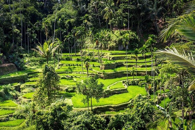 Top Ubud Attractions: Private Full-Day Guided Tour - Barong & Kris Dance: Good vs Evil in 60 Minutes